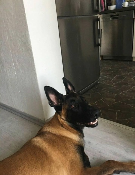 Ates-Malinois-endspannt.jpg