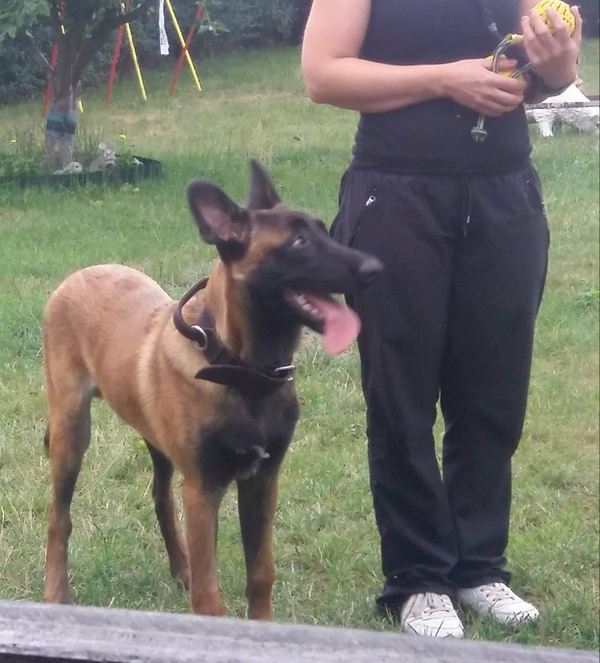 Ausbildung-Malinois-Welpe.jpg