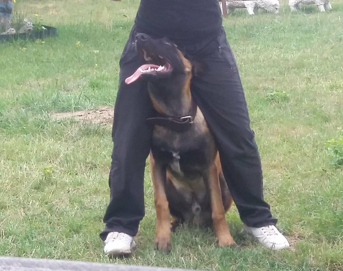 Malinois-6-Monate.jpg